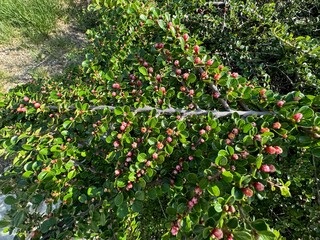Bunches of pink flowers cotoneaster. Cotoneaster horizontalis is a pink-flowered plant belonging to the Cotoneaster genus of the Rosaceae. Close-up. Cornelian cherry medlar, rockspray cotoneaster. 
