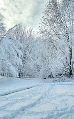 Obraz premium snow covered trees in winter