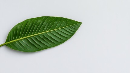 Obraz premium Single green leaf isolated on white background, studio shot, concept for nature, wellness, or botanical usage