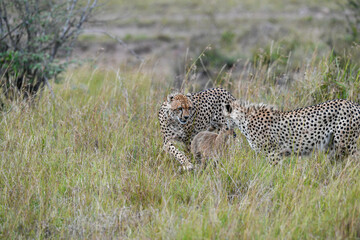 cheetah in the savannah