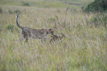 cheetah in the savannah  hunting