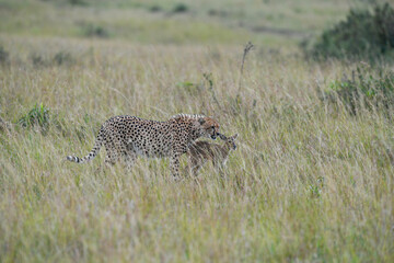 Cheetah hunting