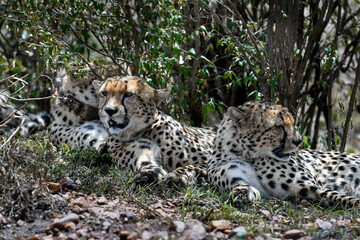 Cheetah roams through its territory