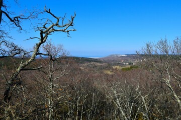 View of a landscape of Primorska, Slovenia with trees in front