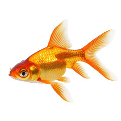 Vibrant orange goldfish swimming gracefully on a Transparent background, Orange Goldfish isolated on PNG background