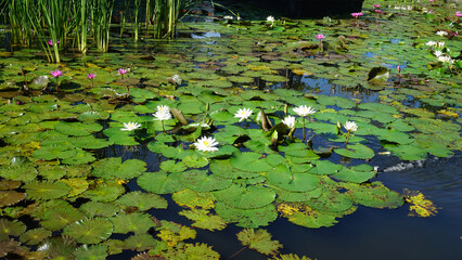 Water lily blooming on the pond at Bali at Indonesia.