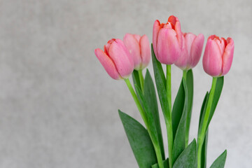 bouquet of pink tulips on a gray background