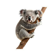 Cute koala bear clinging to a tree branch, isolated on transparent background.