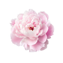 Light pink peony isolated on transparent background, png