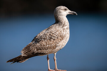 Gaviota juvenil sobre fondo azul desenfocado