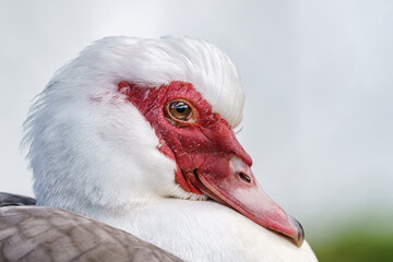 Retrato cercano de un pato mudo