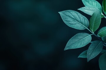 Green Leaves on a Dark Background