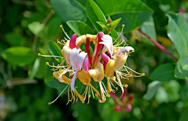 Bright honeysuckle flower caprifol (Lonicera caprifolium L.). Close-up