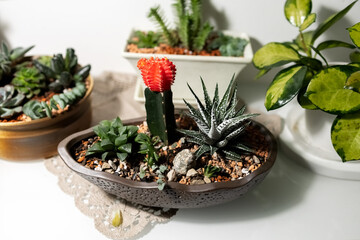Cactus and succulents in an oval pot. Composition of succulents. Houseplants in the interior. Photo