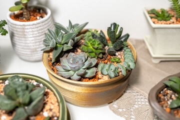 Succulents grow in a common pot. Indoor garden of succulents. Photo