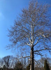 tall sycamore tree in winter