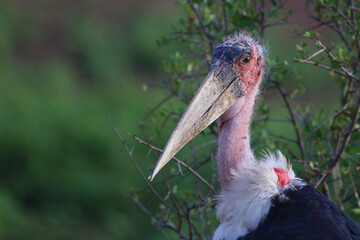 Marabu / Marabou stork / Leptoptilos crumeniferus