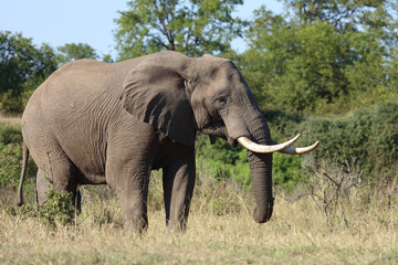 Fototapeta premium Afrikanischer Elefant / African elephant / Loxodonta africana