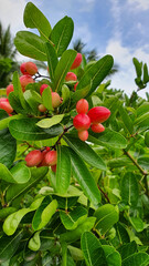 Fresh carissa carandas or carandas plum tree in garden or farm.