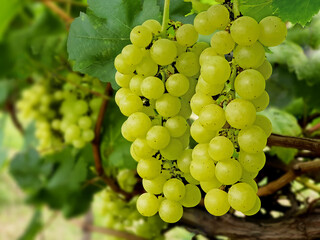 Green grapes on a farm or garden. Fresh fruit in bunches on the vine. Vineyards grown for the...