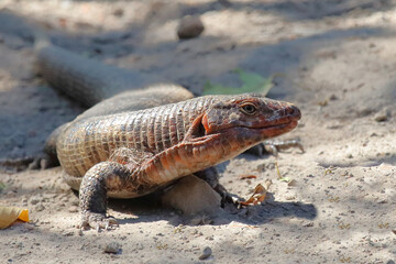 Felsen-Schildechse / Giant plated lizard / Matobosaurus validus