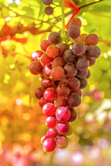Purple or red grapes in farm or gardens vineyards at sunset, Fresh fruits bunch on vine, Planted for wine production and sales.