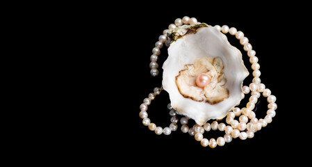 Pearls, Natural pearl inside the oyster shell, close up, necklace isolated on  black background....