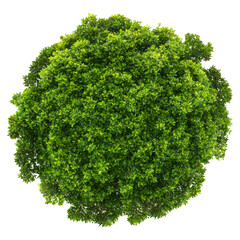 Dense green foliage forming spherical shape, representing, isolated on a transparency background
