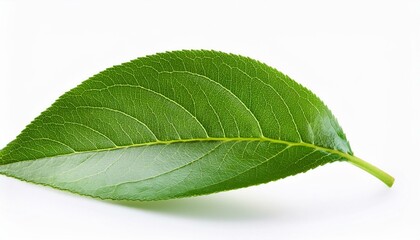 Obraz premium peach leaf isolated