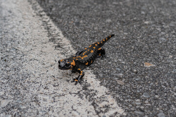 Salamander crossing the the streets in the mountains.