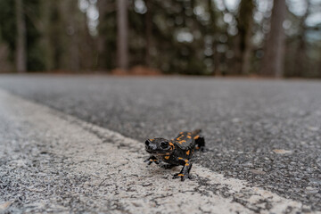 Salamander crossing the the streets in the mountains.