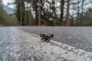 Salamander crossing the the streets in the mountains.