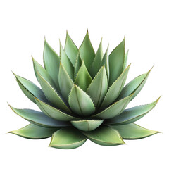 Fototapeta premium Agave plant isolated on white background showcasing vibrant green leaves and symmetrical rosette shape, Isolated image agave plant on white background
