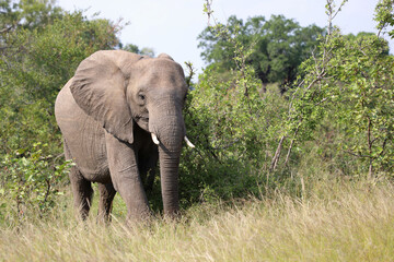 Obraz premium Afrikanischer Elefant / African elephant / Loxodonta africana