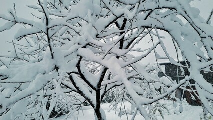 Trees in the garden are covered with a thick layer of snow