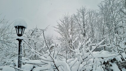 Trees in the garden are covered with a thick layer of snow