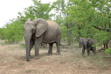 Obraz premium Afrikanischer Elefant / African elephant / Loxodonta africana