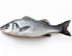 Obraz premium seabass fish isolated without shadow