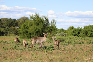 Wasserbock / Waterbuck / Kobus ellipsiprymnus..