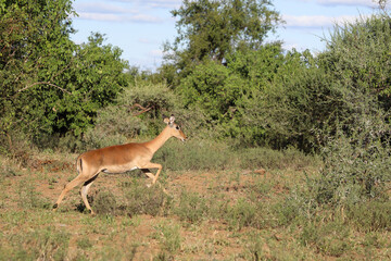 Schwarzfersenantilope / Impala / Aepyceros melampus