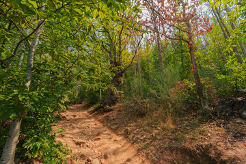 footpath in the forest