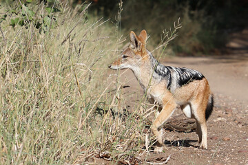 Schabrackenschakal / Black-backed jackal / Canis mesomelas