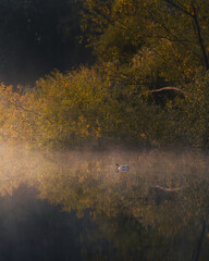 duck swimming on autumn foggy sunrise on the river