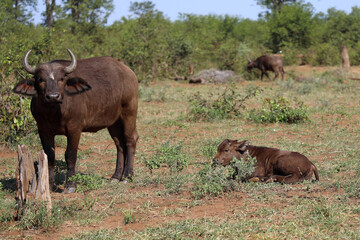 Kaffernbüffel / African buffalo / Syncerus caffer.