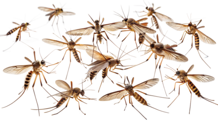 ants on white background