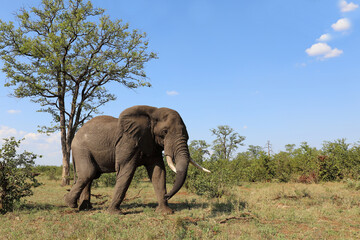 Obraz premium Afrikanischer Elefant / African elephant / Loxodonta africana