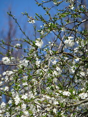apple tree in spring