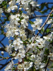 apple tree blossom
