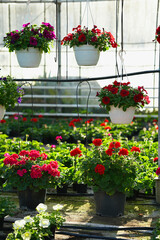 Growing bright flowering petunias and geranium in the greenhouse.