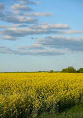 Obraz premium Rural landscape of a bright yellow flowering field of rapeseed.
